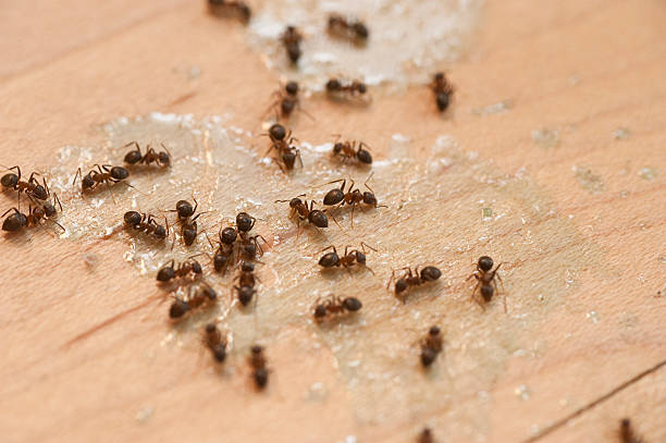 Reliable Lawson Heights, PA Pest Control Solutions